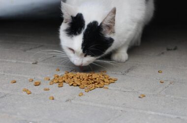 Finding food that is both healthy and appealing for pets can be a challenge. Barking Heads & Meowing Heads makes it easier with recipes crafted from natural, human-grade ingredients, tailored to the needs of dogs and cats of all ages. Approved by vets and made in the UK in a carbon-negative kitchen, the brand promises nutrition without fillers or nasties.