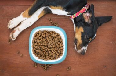 Pet owners want one thing above all else, food that helps their furry companions thrive. Barking Heads delivers exactly that with its naturally tasty, nutritionally balanced, and vet-approved recipes made from high-quality ingredients. With a strong commitment to freshness, sustainability, and tailored nutrition, this English brand has earned a loyal following among both cats and dogs (and their humans).